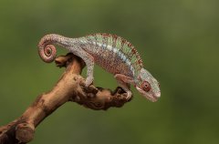 Eileen Jones - Chameleon on branch - Highly Commended.jpg